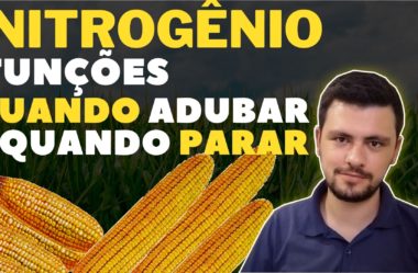 Funções do nitrogênio para as plantas, quando adubar e quando não adubar