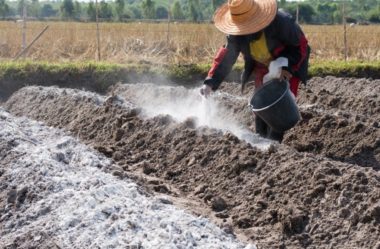 Dicas de Adubação no PLANEJAMENTO de cultivo