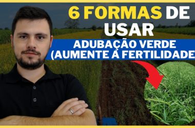 6 FORMAS DE USAR adubação verde I como fazer a implantação para melhorar a fertilidade do solo