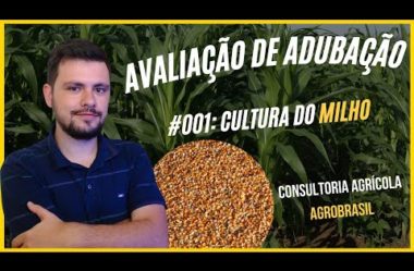 #001 Cultura do Milho: Avaliação de Adubação completa (Consultoria AgroBrasil)