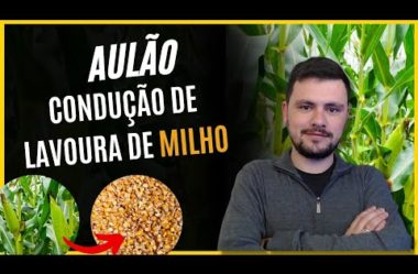 Aulão – Condução de Lavoura de Milho