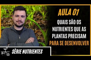 SÉRIE NUTRIENTES: Quais Nutrientes as plantas precisam para se desenvolver