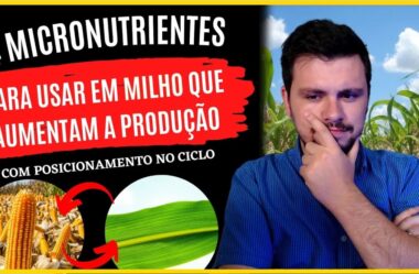 4 Micronutrientes mais importantes para a cultura do Milho