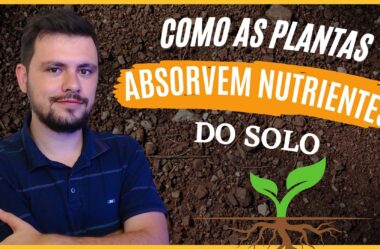 Como as plantas absorvem nutrientes do solo