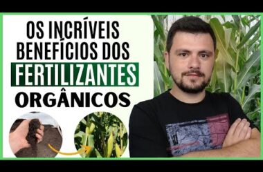 Os incríveis benefícios dos fertilizantes orgânicos I Formação em Adubação Orgânica Profissional