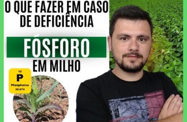 O que fazer em caso de deficiência de fósforo em Milho