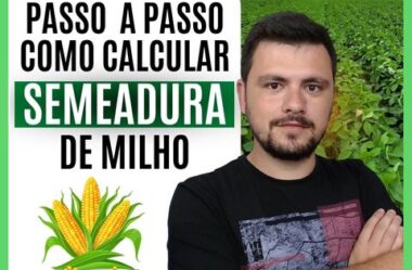 Passo a passo para fazer o cálculo de semeadura de milho