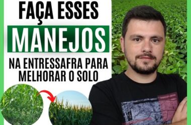 Principais manejos na lavoura na entressafra