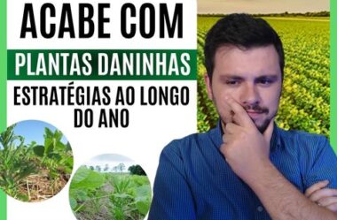 Estratégias poderosas para controlar as plantas daninhas