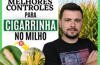 Melhores estratégias de controle para Cigarrinha do Milho