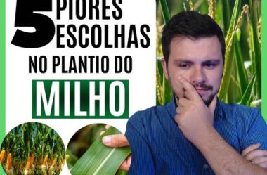 5 Piores escolhas no plantio do Milho