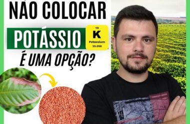 Não adubar com potássio é uma opção?