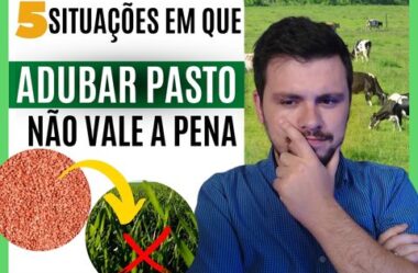 5 situações que não vale a pena Adubar pasto