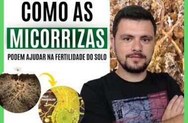 Como as Micorrizas podem nos ajudar a produzir alimentos