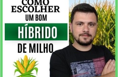 Como escolher um bom híbrido de Milho