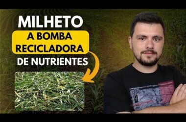 Milheto: A bomba recicladora de nutrientes para o Solo AgroBrasil Show#003