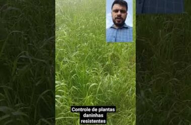 Controle de plantas resistentes para a safra de verão