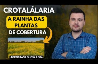 Crotalária: A rainha das plantas de Cobertura AgroBrasil Show#004