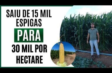 Saiu de 15 mil espigas hectare para 35 mil por hectare