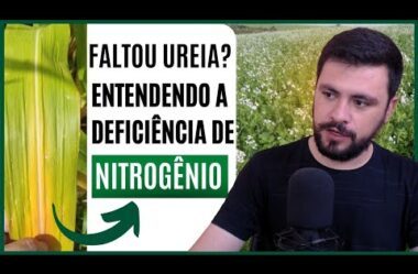 Esse milho está fraco por falta de Nitrogênio (Identificação de Deficiência Nutricional)