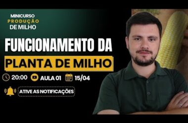 Aula 01 – Funcionamento da Planta de Milho – Minicurso de Produção de Milho