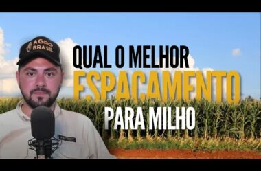 Qual o espaçamento ideal para milho