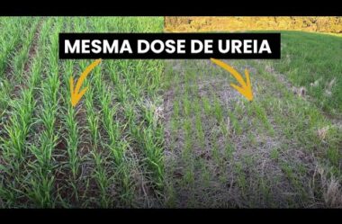 Bactérias e falta de Nitrogênio em gramíneas