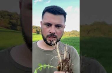 Nabo Forrageiro e seus benefícios para os sistemas produtivos  #adubação #agricultura #agro