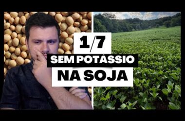 Série SOJA: Reduza o POTÁSSIO na cultura se tiver essas condições (1/7)