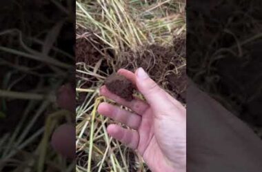 SOLO compactado I Avalie facilmente