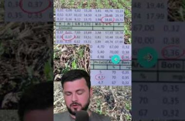 O manejo base do solo é que faz diferença I Produtor do Paraguai sai de 55sc/ha para 75sc/ha