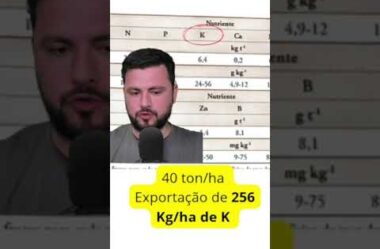 Deficiência de Potássio na Cultura da Banana #agro #agricultura