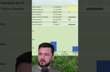 Caso de produtor de Milho silagem Estado de São Paulo