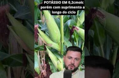 FAKE NEWS do cloreto de potássio