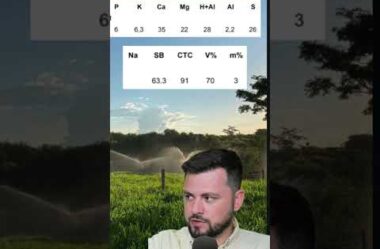 30 Animais em 2ha de Pasto