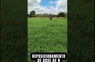 Pastagens – Resultado real no campo