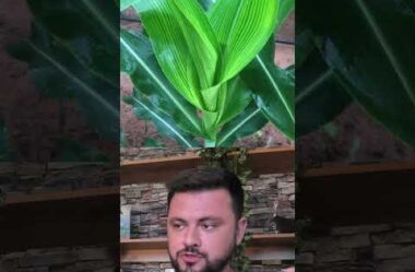 Isso é deficiência de Zinco ou Magnésio