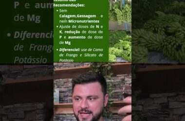 404 mg de Fósforo na análise de solo e Baixa produtividade de Banana