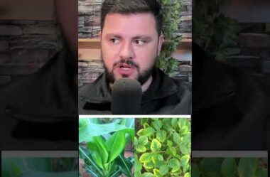 Posicionamento de Fertilizante formulado