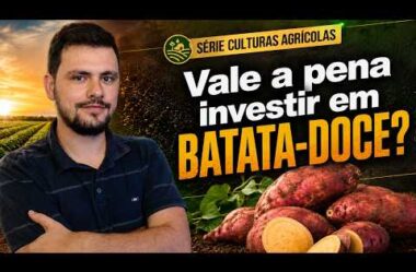 Série Culturas: Vale a pena investir em batata doce