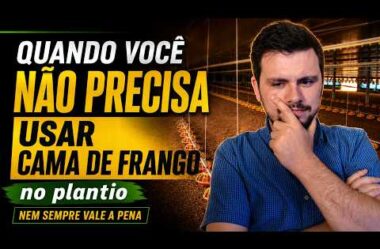 Você não precisa plantar com CAMA DE FRANGO – Avalie isso primeiro