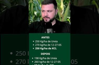 Redução de custos com fertilizantes nesta área de milho para silagem